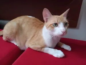 Gato raça SRD-ViraLata idade 1 ano nome Wandinha
