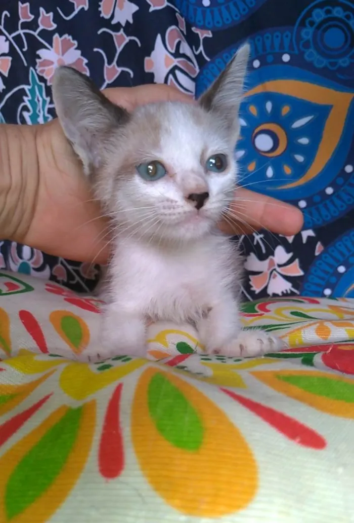 Gato ra a SRD-ViraLata idade 2 a 6 meses nome Janne