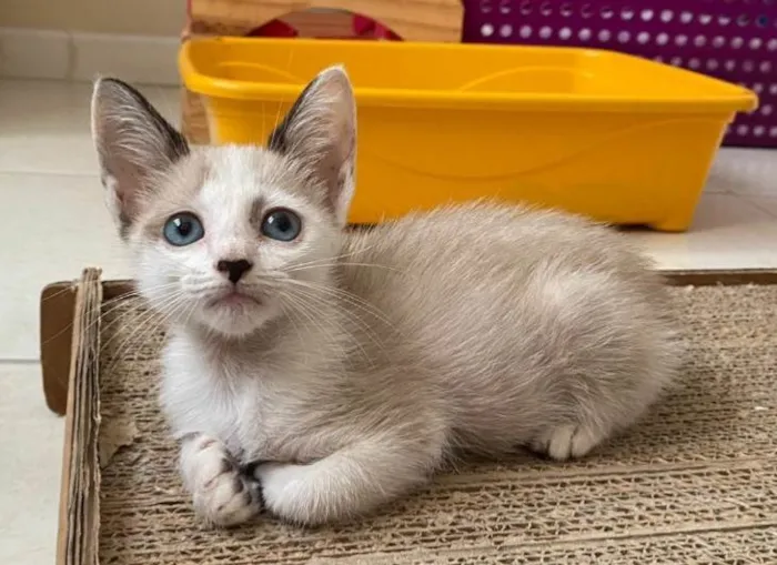 Gato ra a SRD-ViraLata idade 2 a 6 meses nome Janne