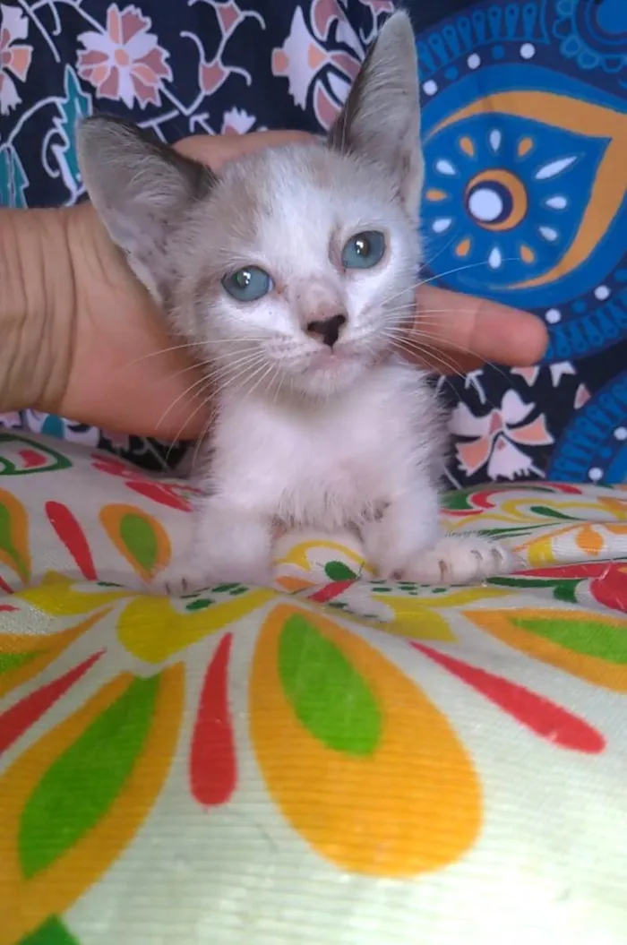 Gato ra a SRD-ViraLata idade 2 a 6 meses nome Janne