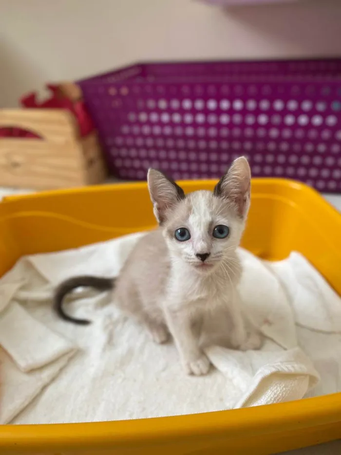 Gato ra a SRD-ViraLata idade 2 a 6 meses nome Janne