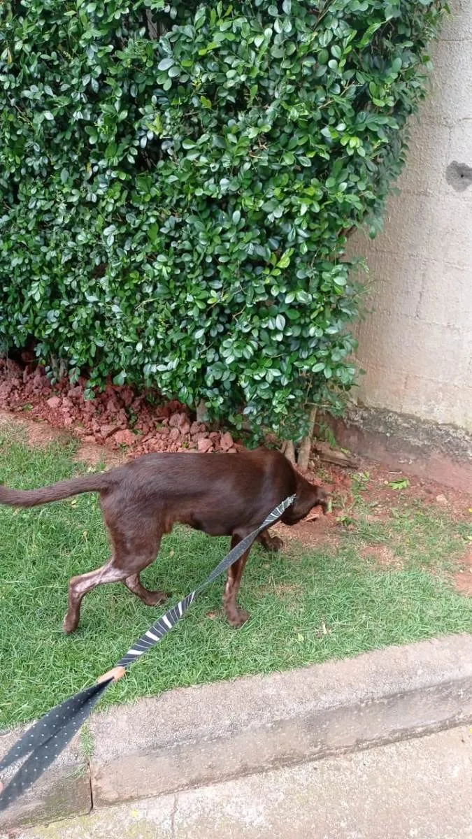 Cachorro ra a  idade 2 a 6 meses nome Toddynho