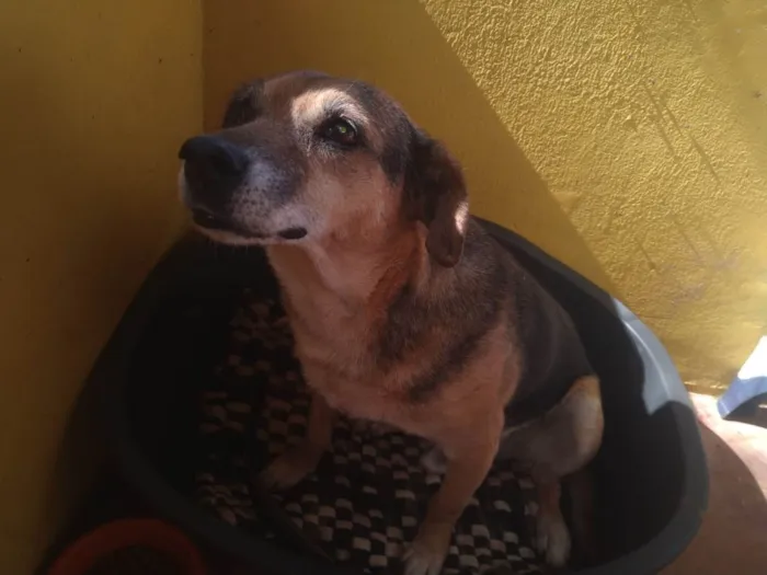 Cachorro ra a Beagle mixer idade 4 anos nome Juka