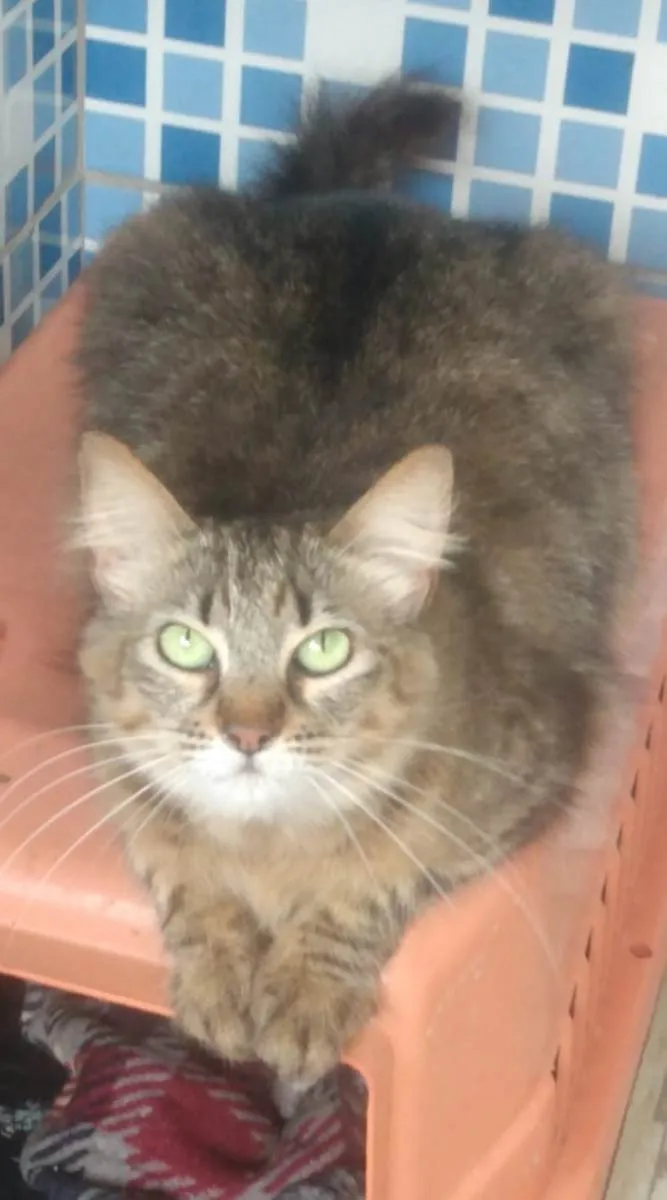 Gato ra a SRD-ViraLata idade 1 ano nome SUSHI