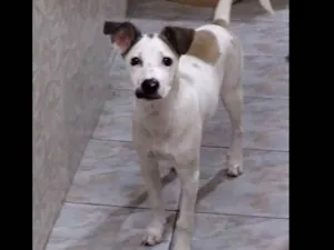 Cachorro raça Vira lata idade 1 ano nome Bingo