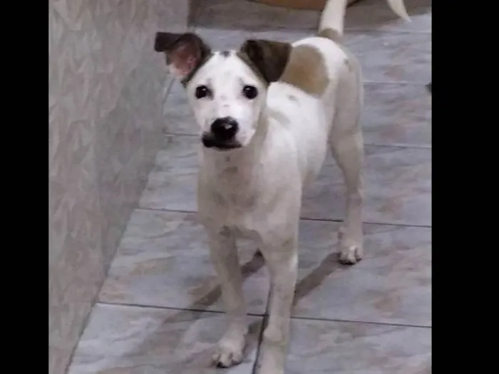 Cachorro ra a Vira lata idade 1 ano nome Bingo