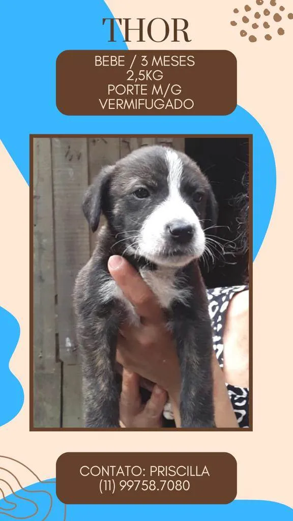 Cachorro raça SRD idade 2 a 6 meses nome Thor