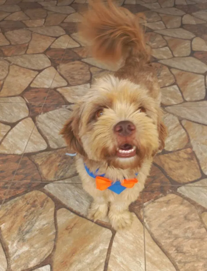Cachorro ra a SRD-ViraLata idade 3 anos nome Matheus