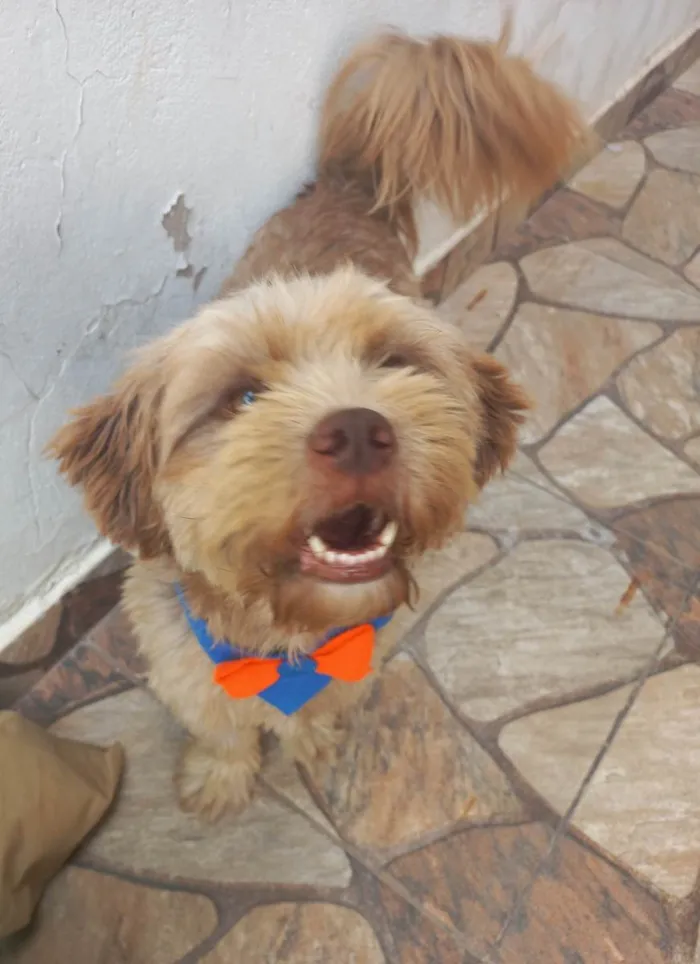 Cachorro ra a SRD-ViraLata idade 3 anos nome Matheus
