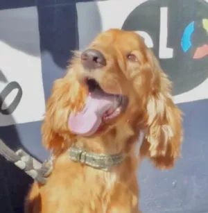 Cachorro raça Mestico  idade 3 anos nome Rock