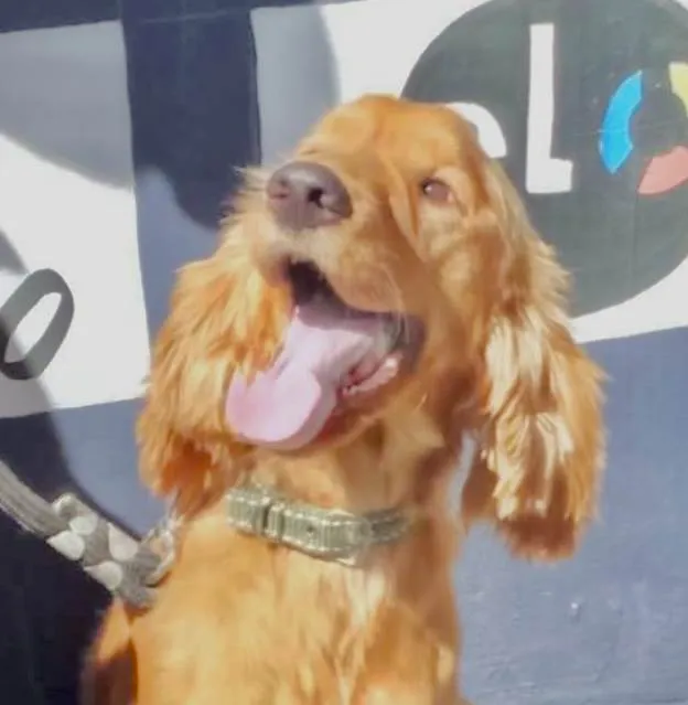 Cachorro ra a Mestico  idade 3 anos nome Rock