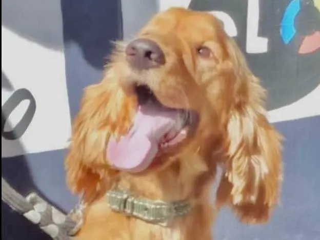 Cachorro ra a Mestico  idade 3 anos nome Rock