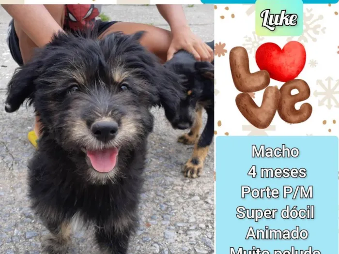 Cachorro raça SRD-ViraLata idade 2 a 6 meses nome Luke