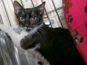 Gato raça SRD-ViraLata idade 2 a 6 meses nome Mariana