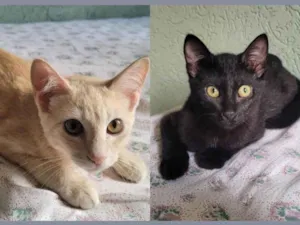 Gato raça SRD-ViraLata idade 2 a 6 meses nome Moon e Veludo