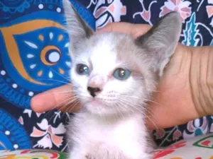 Gato raça SRD-ViraLata idade 2 a 6 meses nome Janne