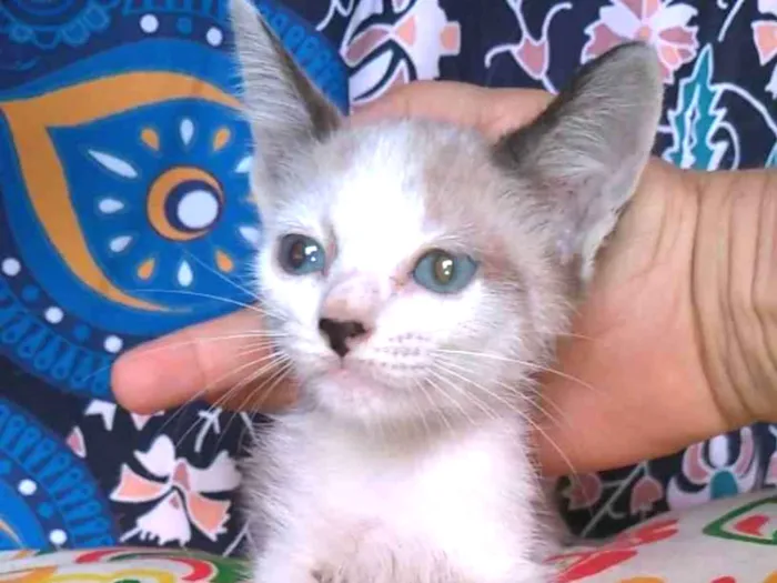 Gato ra a SRD-ViraLata idade 2 a 6 meses nome Janne