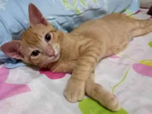 Gato raça SRD-ViraLata idade 2 a 6 meses nome Ajax