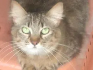 Gato raça SRD-ViraLata idade 1 ano nome SUSHI