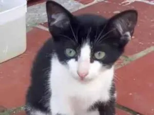 Gato raça Srd idade 2 a 6 meses nome Gael