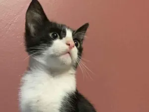 Gato raça Srd idade 2 a 6 meses nome Maurício 