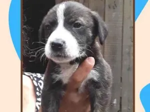 Cachorro raça SRD idade 2 a 6 meses nome Thor