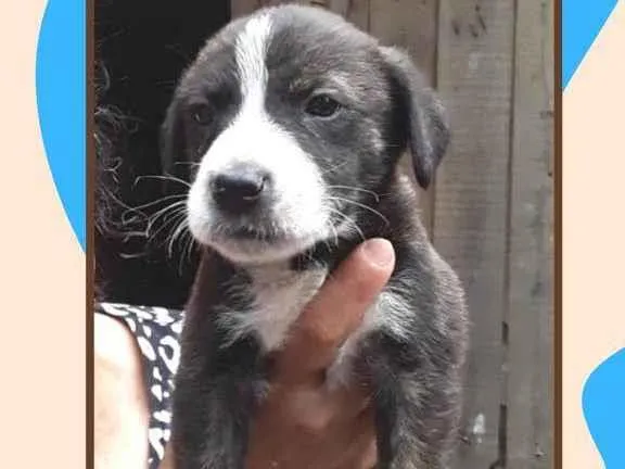 Cachorro raça SRD idade 2 a 6 meses nome Thor