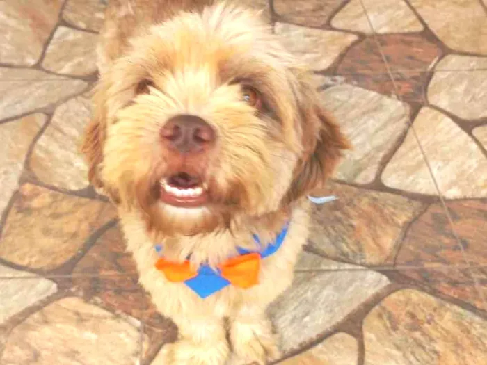 Cachorro ra a SRD-ViraLata idade 3 anos nome Matheus