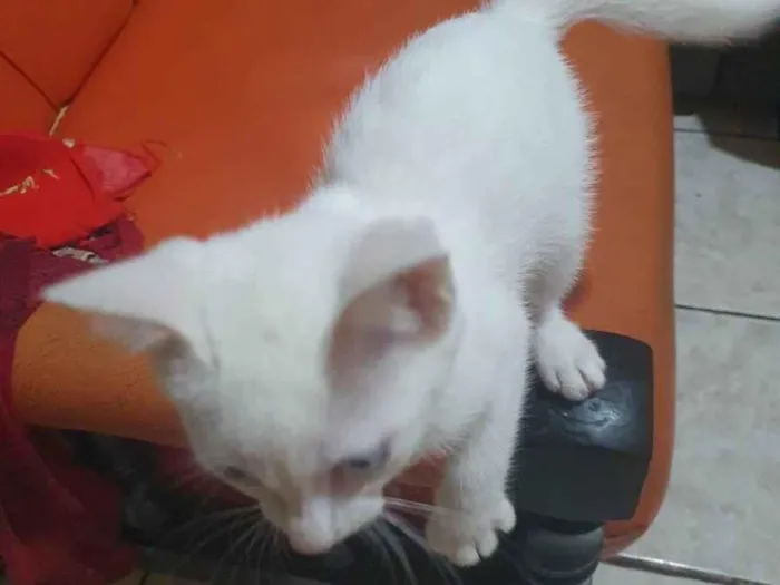 Gato ra a SRD-ViraLata idade 2 a 6 meses nome Nany