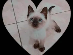 Gato raça  idade 2 a 6 meses nome Sebastian