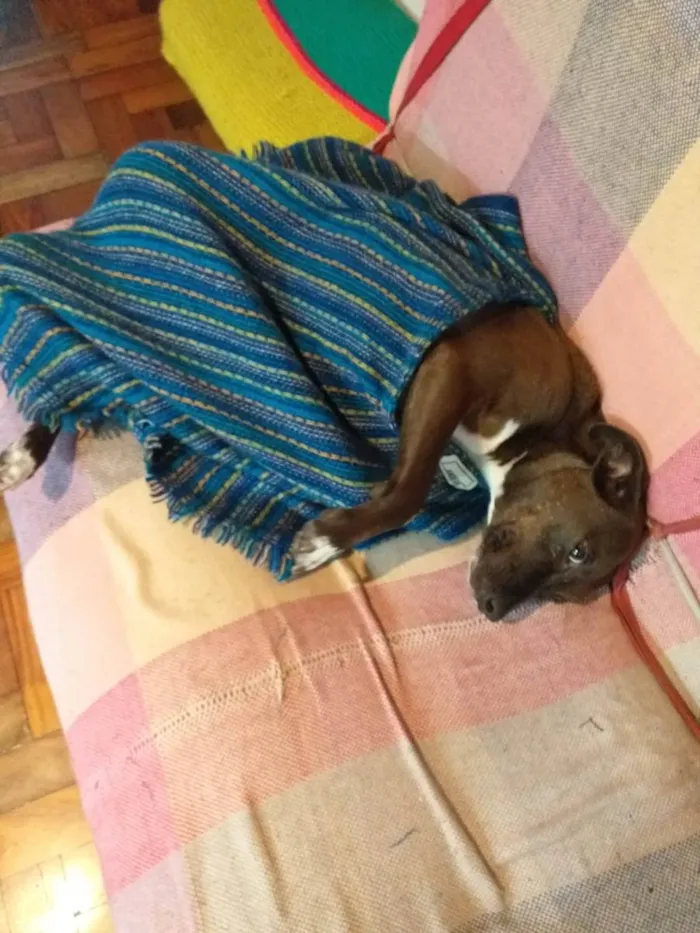 Cachorro ra a SRD-ViraLata idade 5 anos nome Levi