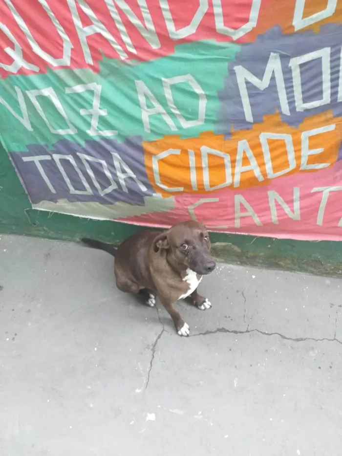 Cachorro ra a SRD-ViraLata idade 5 anos nome Levi