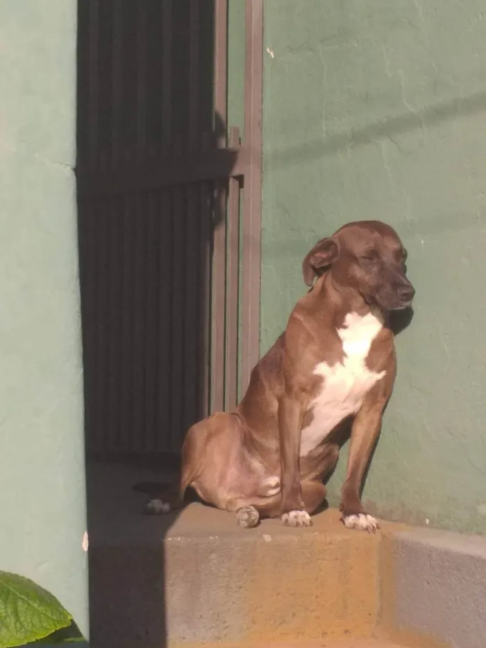 Cachorro ra a SRD-ViraLata idade 5 anos nome Levi