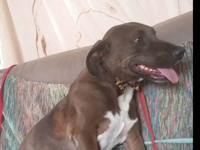 Cachorro ra a SRD-ViraLata idade 5 anos nome Levi