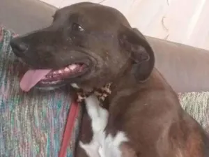 Cachorro raça SRD-ViraLata idade 5 anos nome Levi