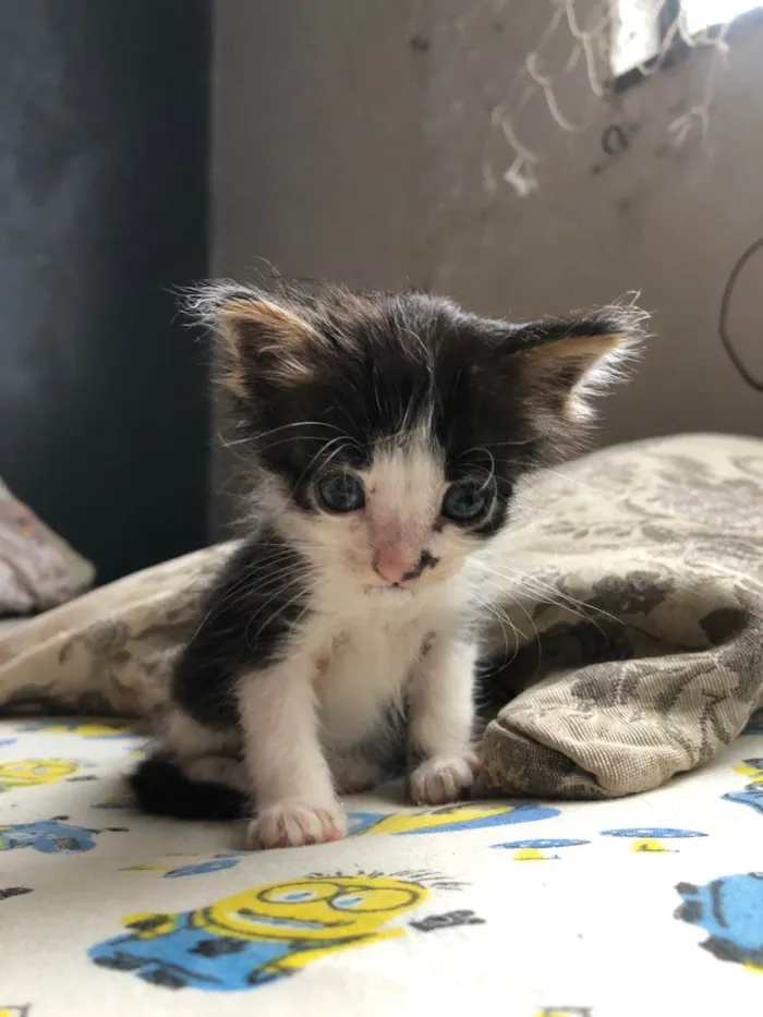 Gato ra a SRD-ViraLata idade Abaixo de 2 meses nome Sem nome