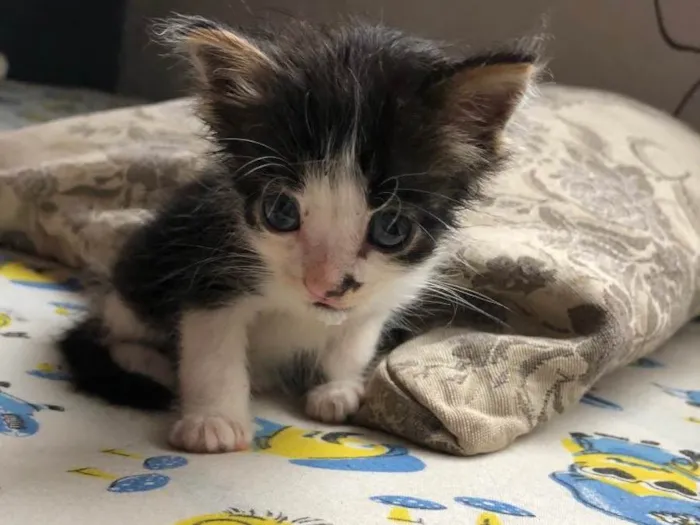 Gato ra a SRD-ViraLata idade Abaixo de 2 meses nome Sem nome