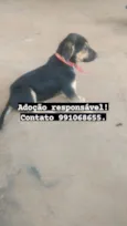 Cachorrinhas 