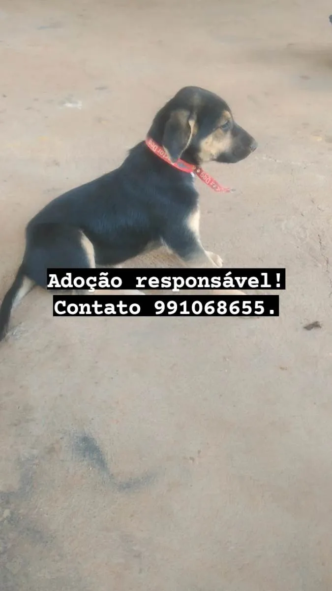 Cachorro ra a  idade 2 a 6 meses nome Cachorrinhas 