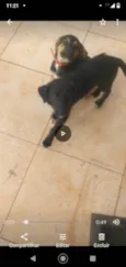 Cachorrinhas 