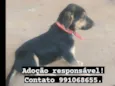 Cachorrinhas 
