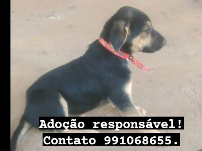 Cachorro ra a  idade 2 a 6 meses nome Cachorrinhas 