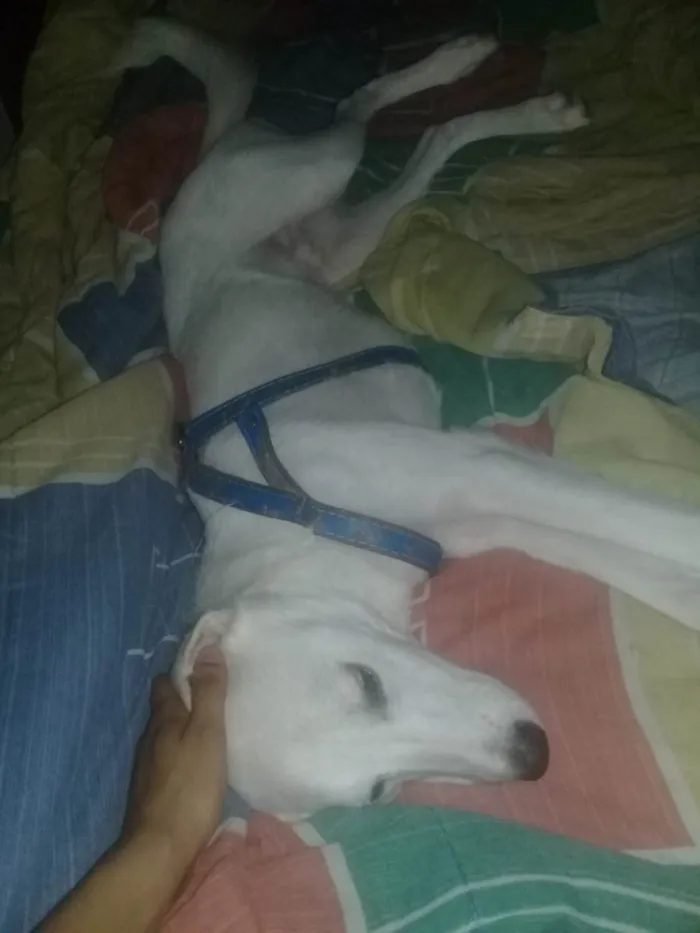 Cachorro ra a SRD-ViraLata idade 7 a 11 meses nome Kratos 