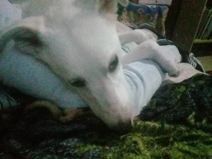 Cachorro ra a SRD-ViraLata idade 7 a 11 meses nome Kratos 