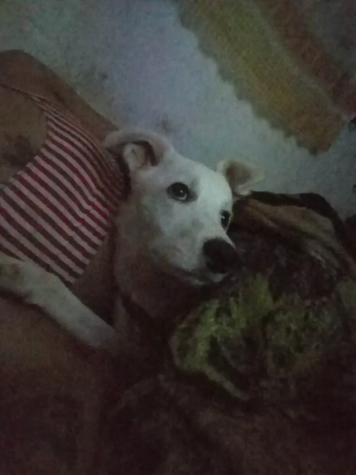 Cachorro ra a SRD-ViraLata idade 7 a 11 meses nome Kratos 