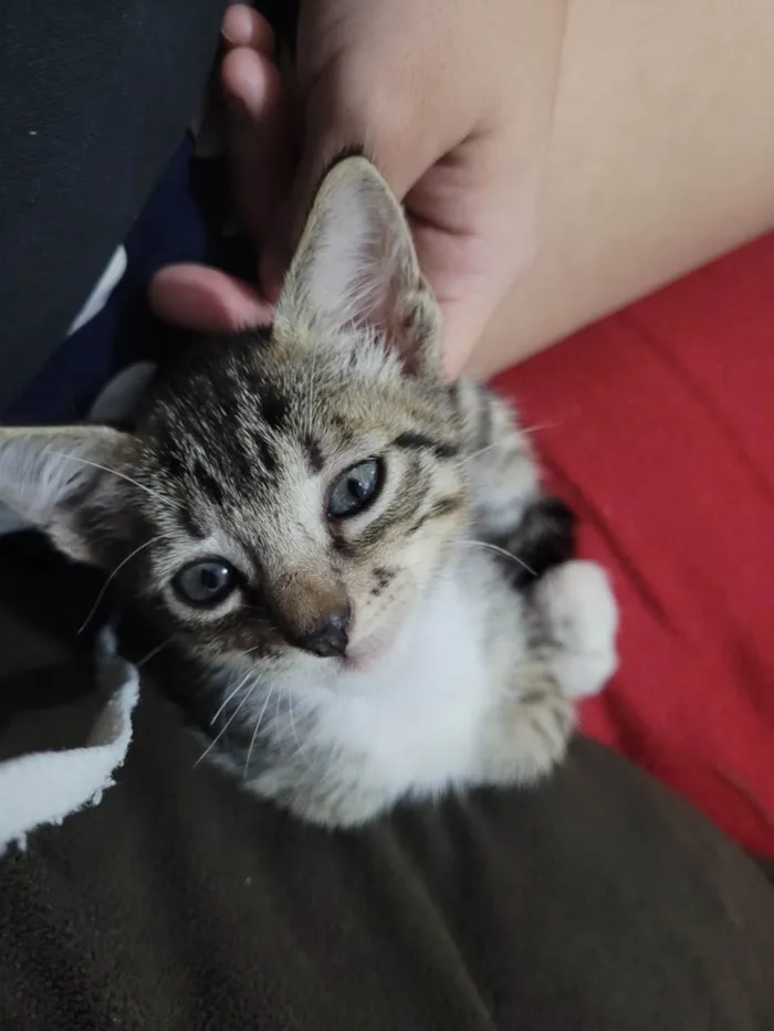 Gato raça SRD-ViraLata idade 2 a 6 meses nome Sem nome