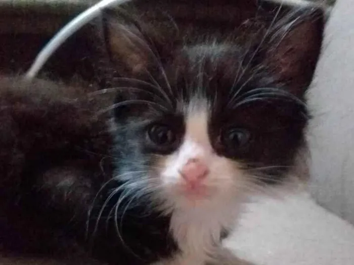 Gato raça SRD-ViraLata idade Abaixo de 2 meses nome Pingo