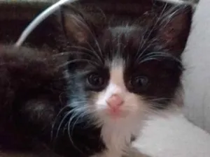 Gato raça SRD-ViraLata idade Abaixo de 2 meses nome Pingo