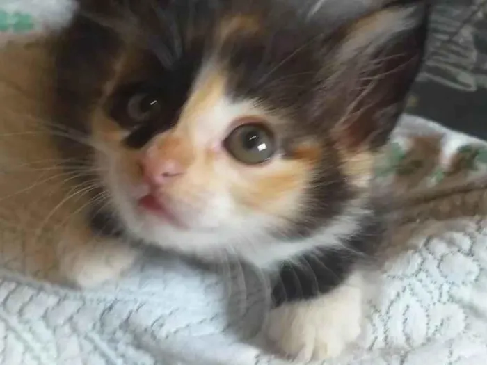 Gato raça SRD-ViraLata idade Abaixo de 2 meses nome Polly