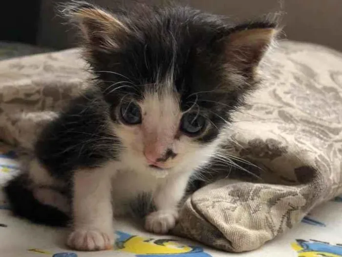 Gato ra a SRD-ViraLata idade Abaixo de 2 meses nome Sem nome